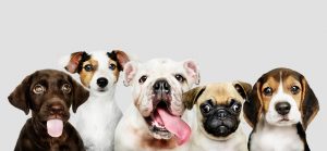 Five different breeds of dogs