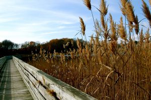 Nature trail on wooden bridge in Delaware